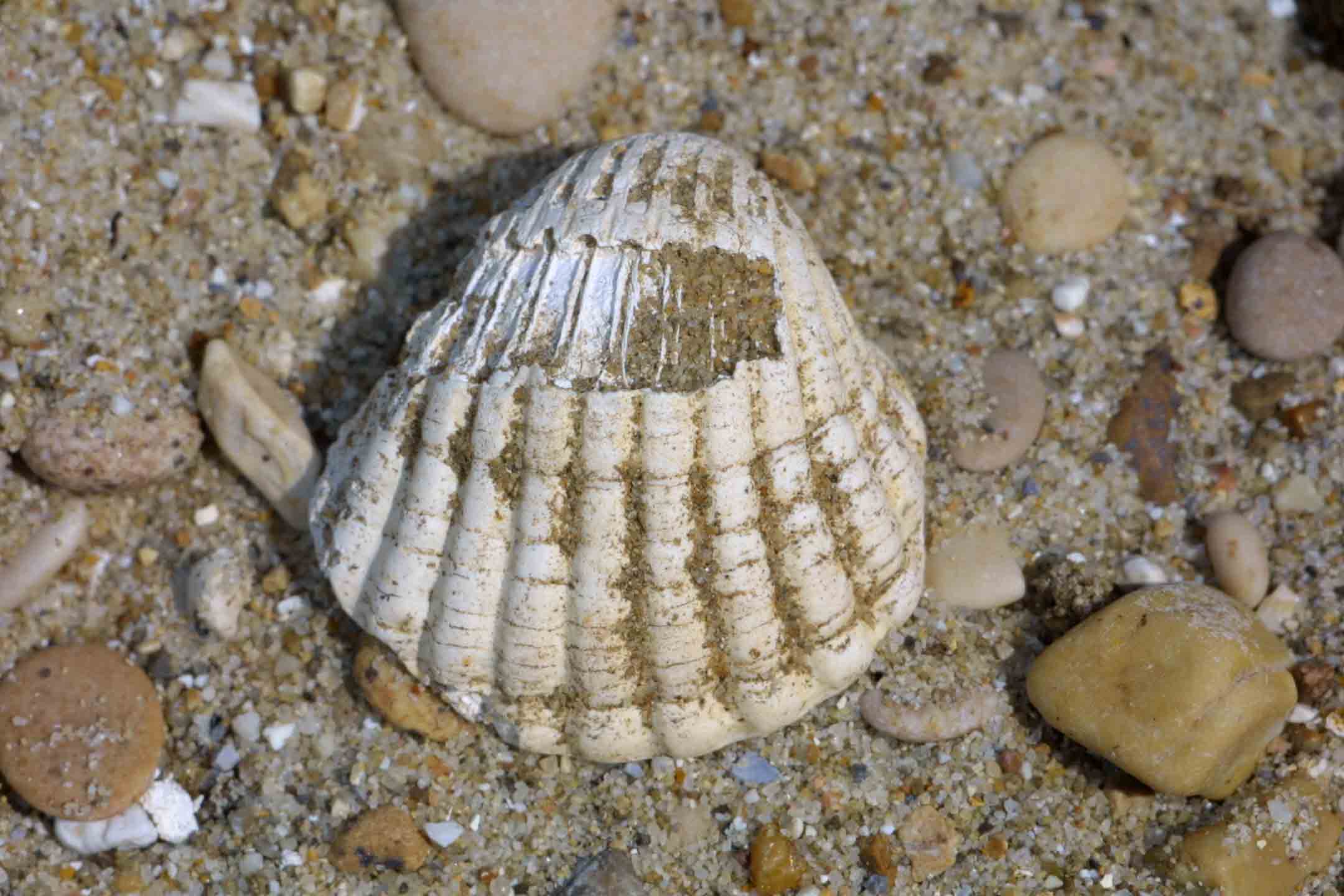 Bivalve fossili